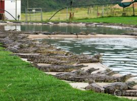 crocodile farming