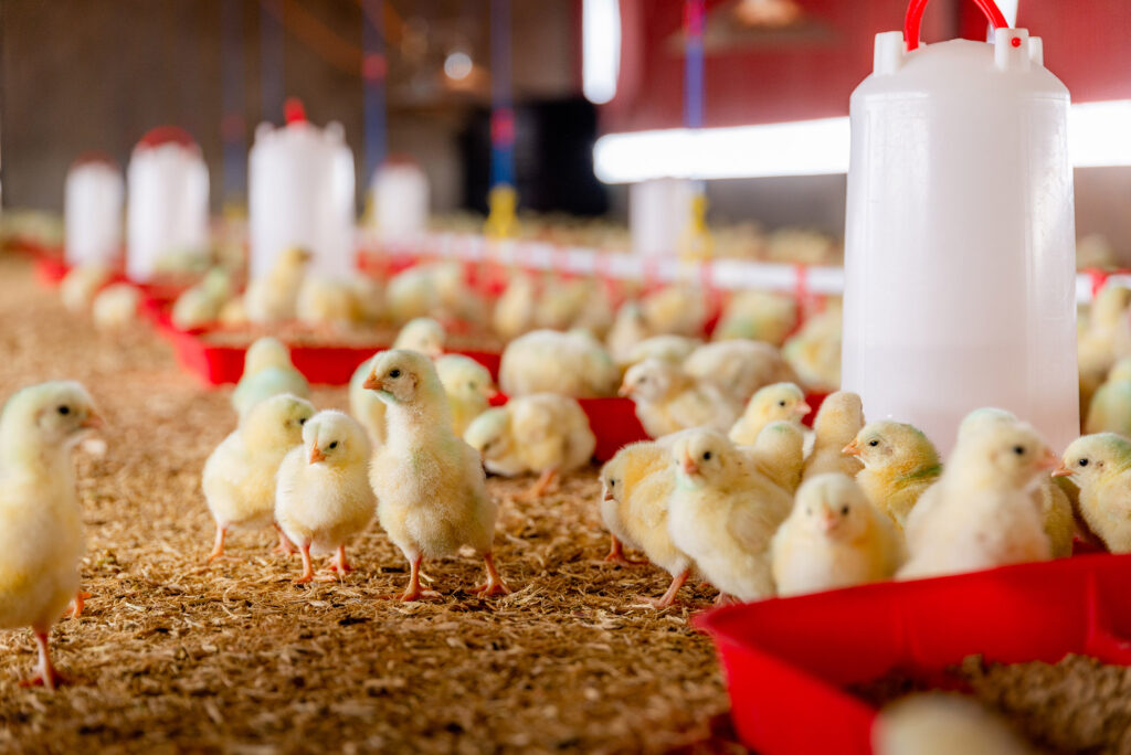 Roots Farm Stampriet Namibia Poultry